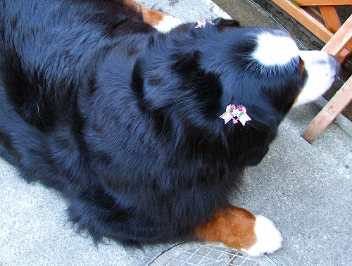 c0149178_9591951.jpg