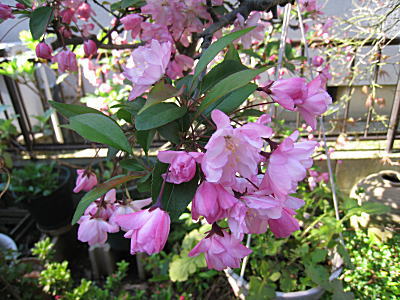 d0046702_14182325.jpg