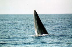 f0048405_1531157.jpg