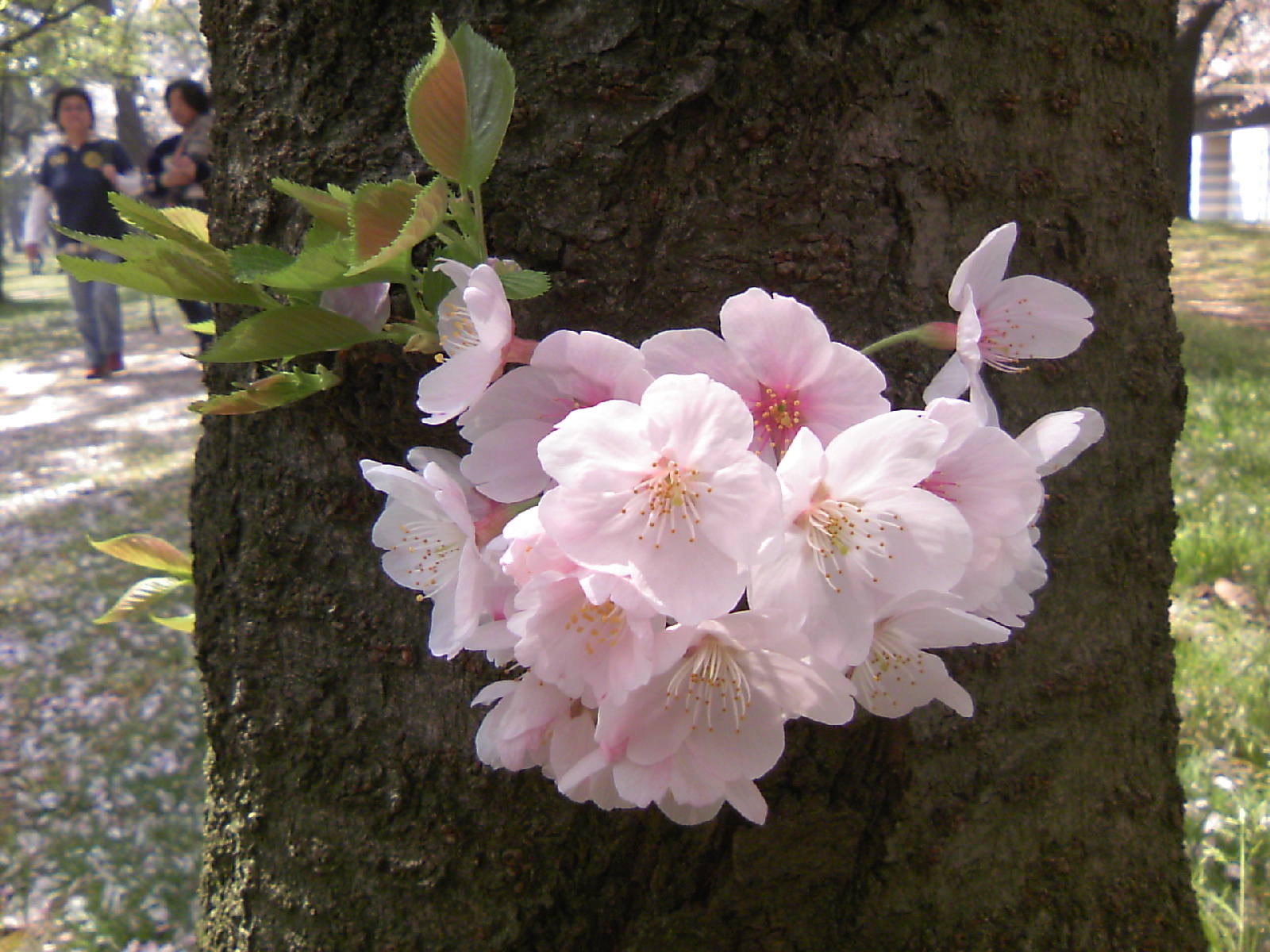 b0009106_22573990.jpg