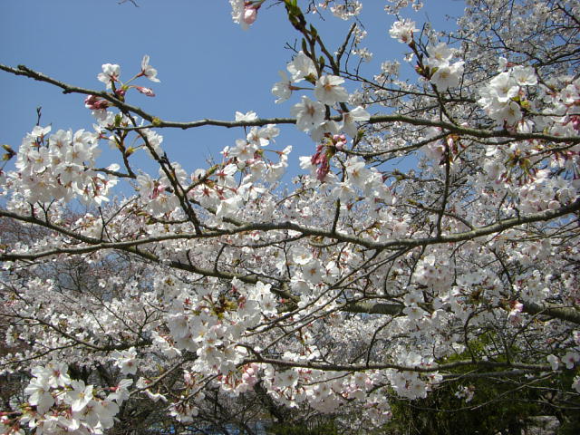 b0115006_241579.jpg