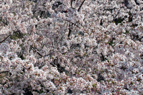 e0159006_2355272.jpg