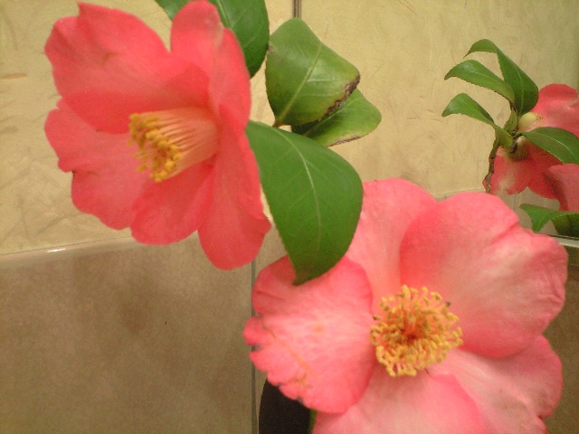 d0000607_17442815.jpg