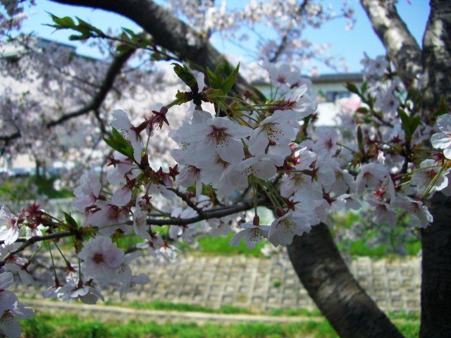 d0007913_023168.jpg
