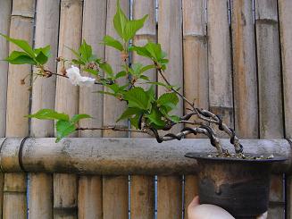 b0077117_1514110.jpg