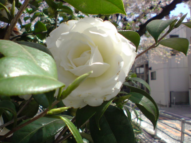 e0016828_21233397.jpg