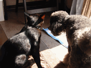 c0136736_19105913.gif