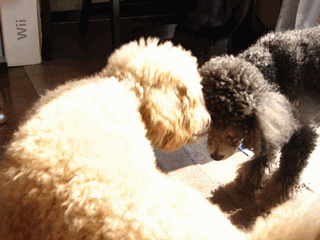 c0136736_19111233.gif