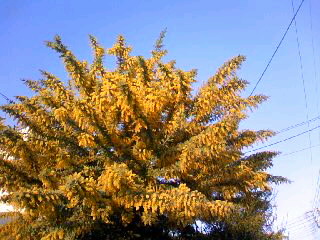 e0155536_23543174.jpg