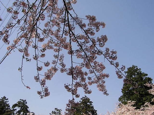 b0099538_16412485.jpg