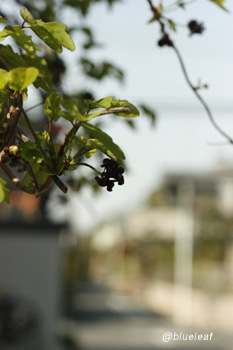 c0027369_1632812.jpg