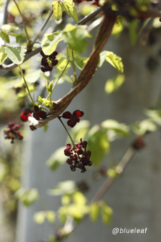 c0027369_1644256.jpg