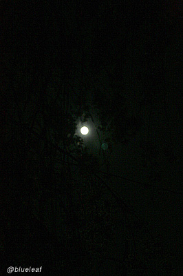 c0027369_1752761.jpg