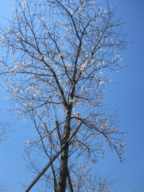 f0085369_115311.jpg