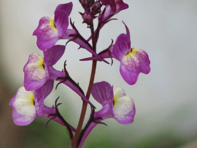 d0050472_732013.gif