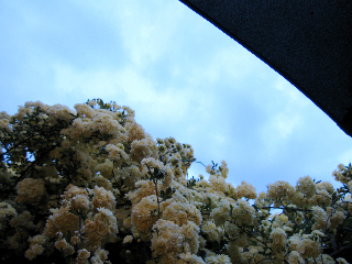e0132881_1515615.jpg