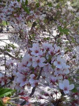 c0180686_232538.jpg
