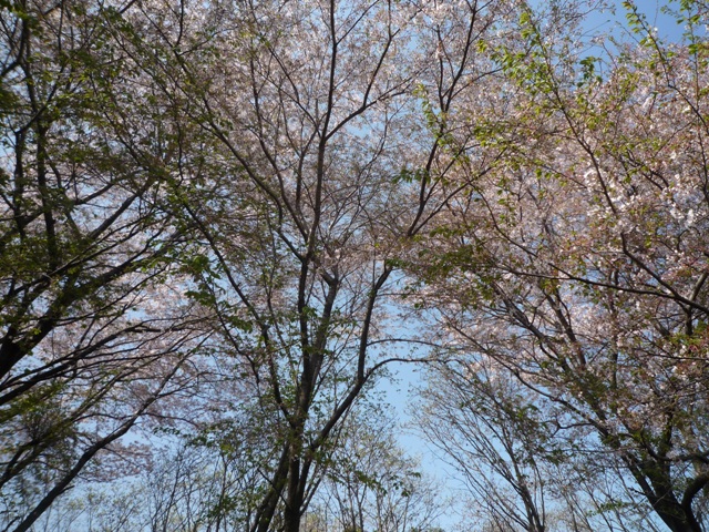e0018604_6464165.jpg