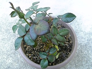e0098908_2281748.jpg