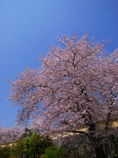 e0145711_017858.jpg