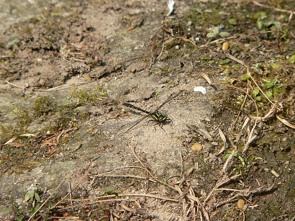 e0002314_23354154.jpg