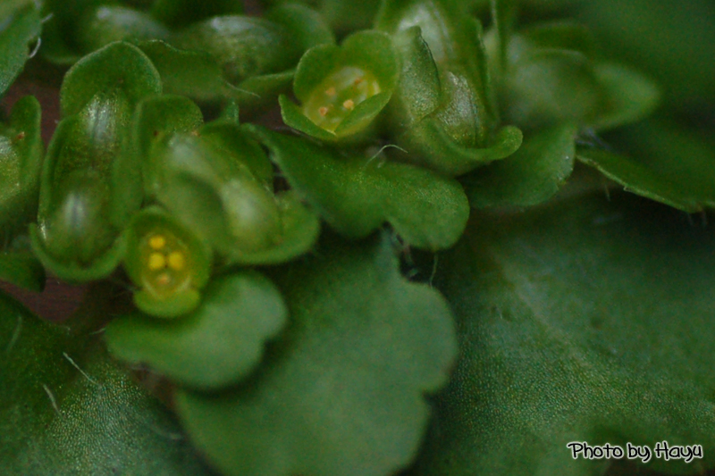 a0059328_20353927.jpg