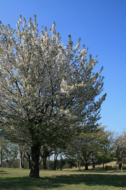 c0035931_1950931.jpg
