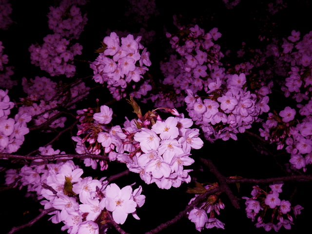 f0045433_1742696.jpg