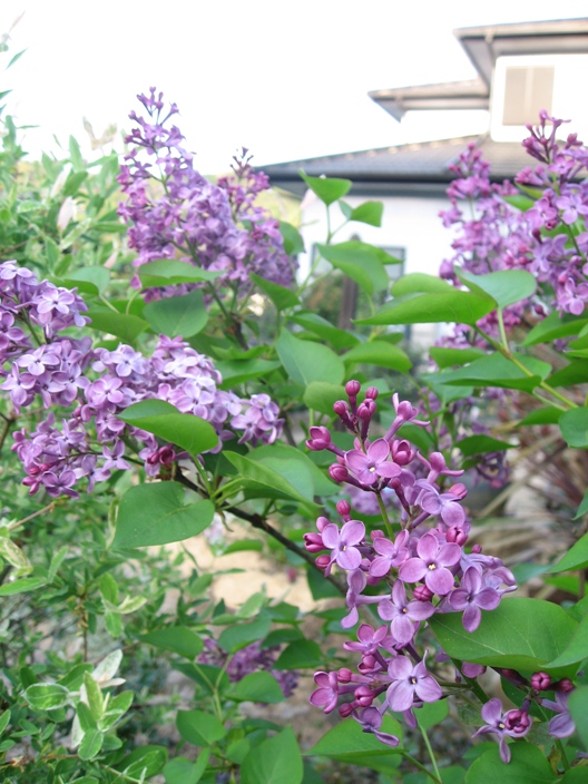 c0109235_232234100.jpg