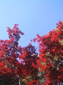 a0114150_20351488.jpg