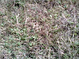 c0051759_15561894.jpg