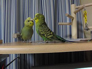 f0196665_0354375.jpg