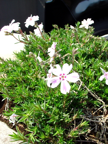 f0166066_15413920.jpg