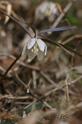 e0054067_971665.jpg