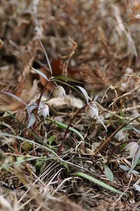 e0054067_97982.jpg