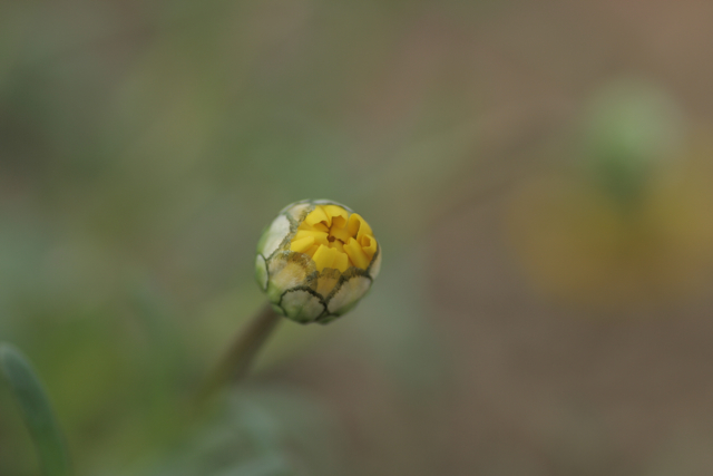 c0163369_5463575.jpg