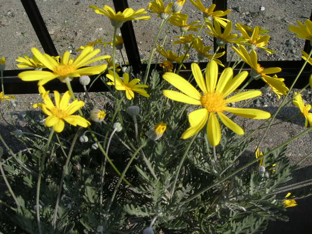 d0142182_18402649.jpg