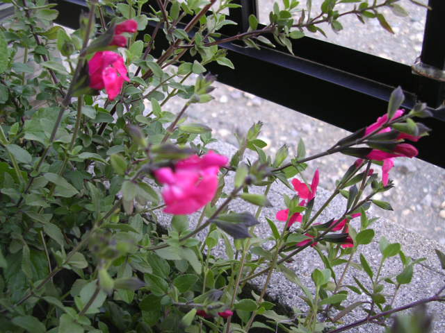 d0142182_18404758.jpg