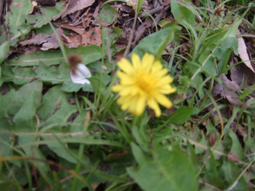 c0139591_6274347.jpg