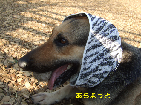 e0060693_22534270.jpg