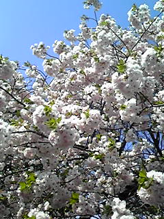 a0008599_2265575.jpg