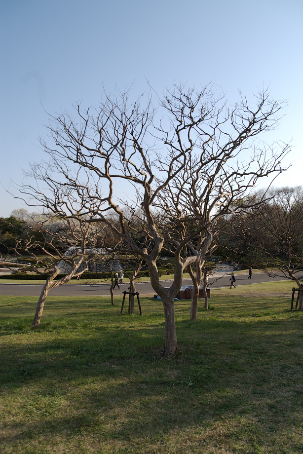 d0092109_0105621.jpg