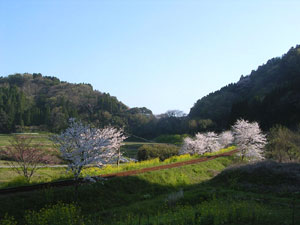 f0036716_2334315.jpg