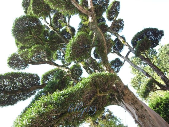 c0198321_7553619.jpg