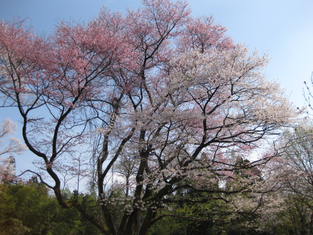 b0170128_11322480.jpg