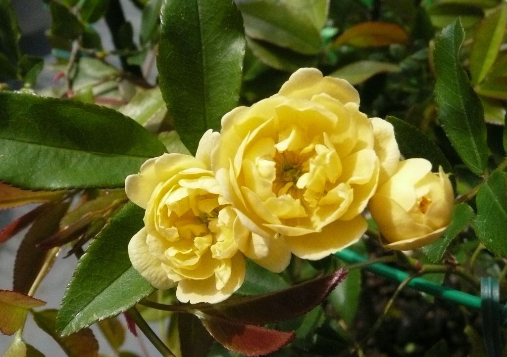 e0033229_21313670.jpg