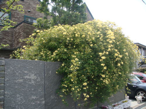 e0134032_22475438.jpg
