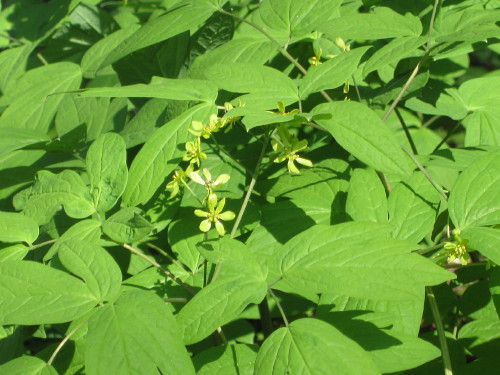 c0179351_18412151.jpg