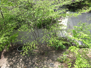 c0153259_11463895.jpg