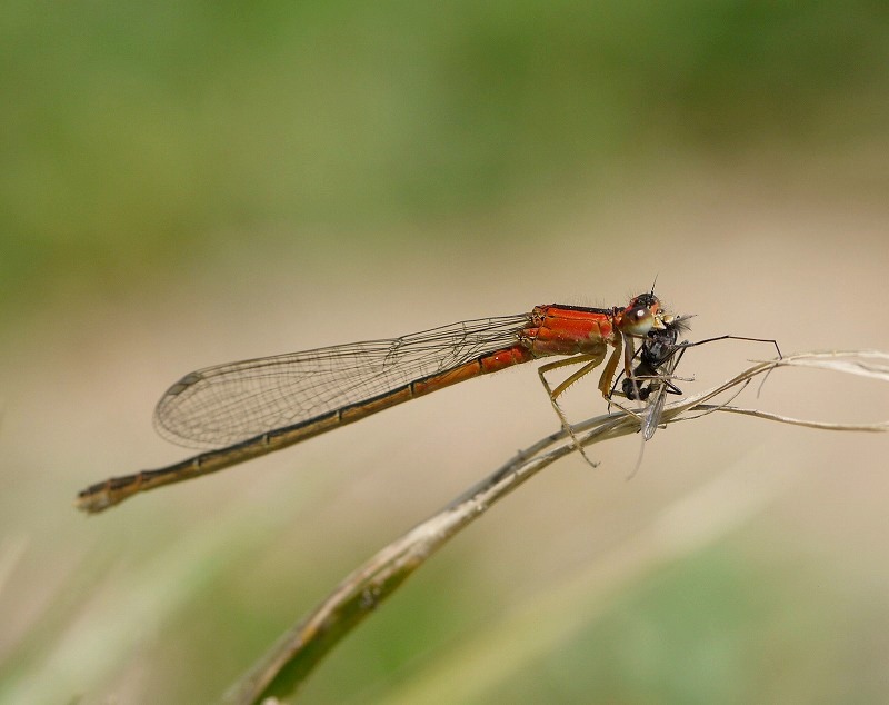 d0094165_17364454.jpg